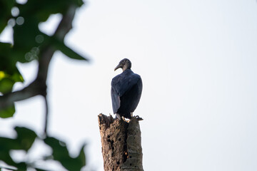 A Black Vulture in Costa Rica