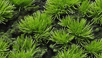 Potamogeton green algae bush, png file of isolated cutout object with shadow on transparent background