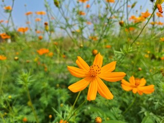 orange flower in the garden