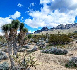 cactus in the desert