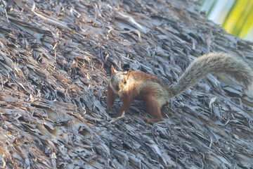 A variegated squirrel in Costa Rica