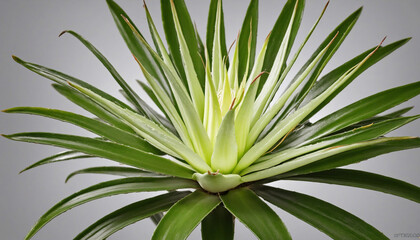 Fototapeta premium Isolated aloe vera bush cutout on transparent background for botanical care enthusiasts 