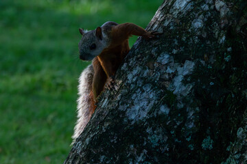 A variegated squirrel in Costa Rica