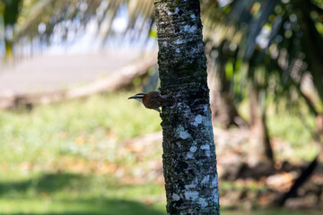 Rufous-naped Wren in Costa Rica