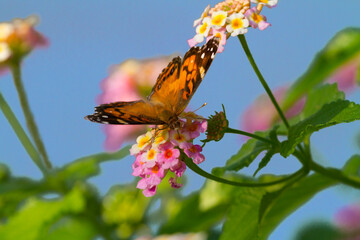 American lady (Vanessa virginiensis) feeding on lantana flowers, Galveston, Texas, USA