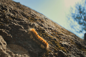 Dagger Moth Caterpillar