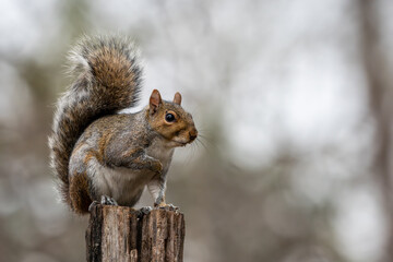Squirrel