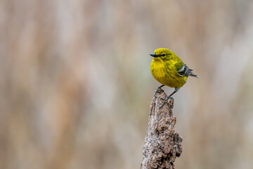 Pine warbler perched on a tree stump