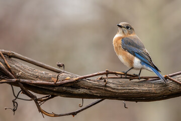 Bluebird Perched on a Vine