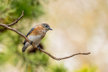 Bluebird Perched on a Tree Branch