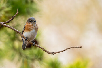 Bluebird Perched on a Tree Branch