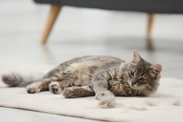 Cute cat and pet hair on carpet indoors