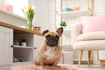 Cute French bulldog sitting in festive room. International Women's day