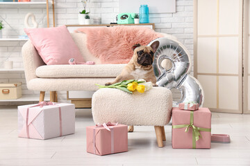 Cute French bulldog with gifts, air balloon in shape of figure 8 and tulips at home. International...