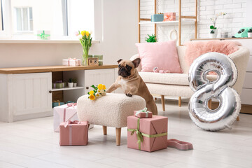 Cute French bulldog with gifts, air balloon in shape of figure 8 and tulips at home. International...