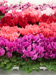 ガーデンシクラメンの花苗