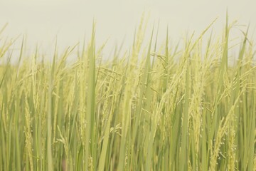 Closeup rice field background	
