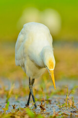 Beautiful nature beautiful background colour 