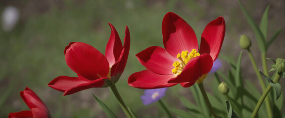 Obraz premium Cosmic Background with Red Tulip Flower