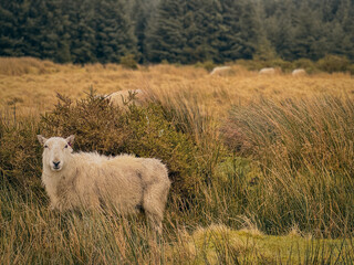 Graceful Grazing: A Sheep's Serenade on the Fields