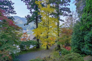 きれいに色づいたイチョウの黄葉