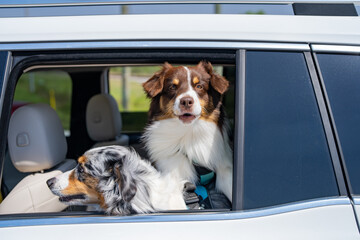 Dogs in car. Dog rides in the car. Transportation of pets. Dogs in window of car. Dogs looking at the window. Safe travelling with pets. Australian shepherd dog, portrait.