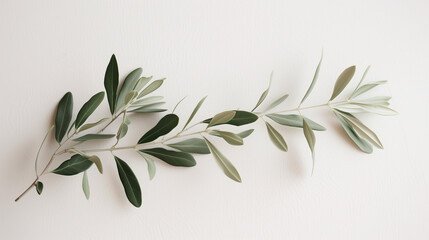 Olive Branch With Green Leaves on White Background