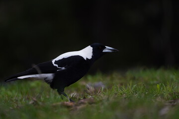 Portrait of a black and white mapgie