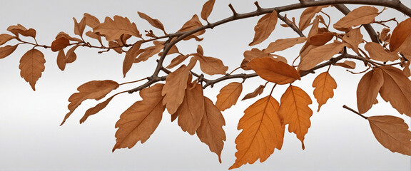 Autumnal oak branch with dried brown leaves isolated on transparent background - PNG cutout object