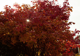 sun shinning through leaves