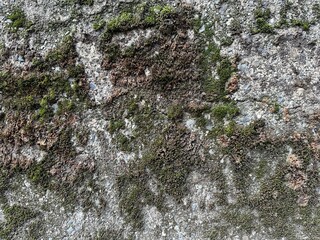 Lichen on stone moss nature green texture rock stone tree lichen plant wall forest. Lichen on stone abstract old bark natural rocks wood macro water pattern detail surface brown river color. 
