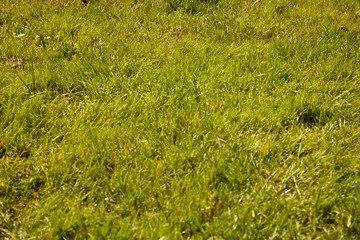 green grass background