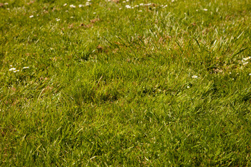 green grass texture