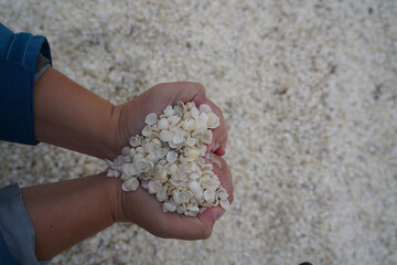 Hands holding shells into a love heart