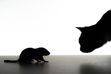 Mouse and kitten silhouette. Cat and mouse together isolated on a white background. Cat in Alertness Hunting on the Little Mouse on the Table. Cat hunt mouse closeup. Cat isolated banner. - obrazy, fototapety, plakaty