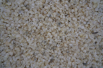 Close-Up of Shell Fragments on Beach