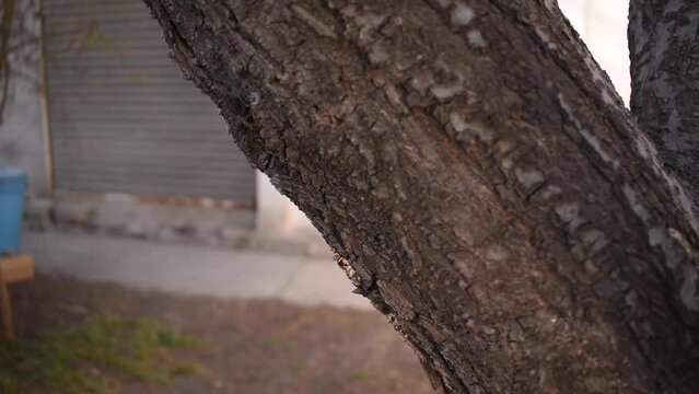 Arbol seco en un poblado 