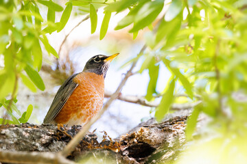 An American robin (Turdus migratorius) in the early spring in Myakka River State Park, Florida