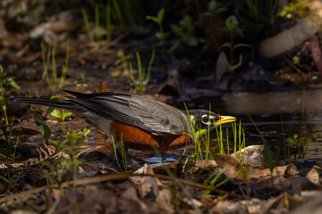 An American robin (Turdus migratorius) in the early spring in Myakka River State Park, Florida