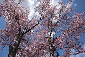 晴れた朝に見上げた満開の山桜