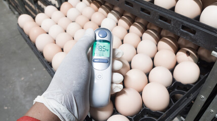 Quality control is measuring the temperature shell of the eggs in the incubation machine, Infrared...