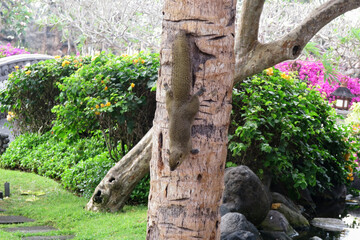 【バリ島】木にとまって様子をうかがうた野生のリス