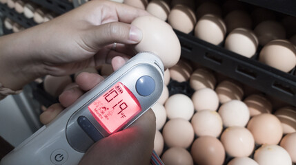 Quality control is measuring the temperature shell of the eggs in the incubation machine, Infrared...