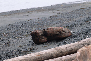 small cedar log washed up on the beach