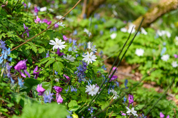 春の山野草咲く山麓