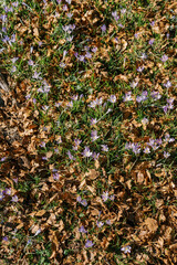Purple crocuses grow in a clearing among fallen dry leaves