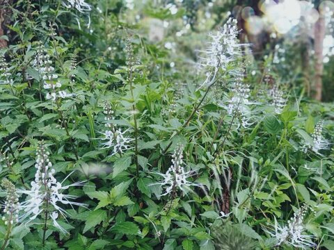 Flower, nature, real. seamless looping time-lapse animation video background