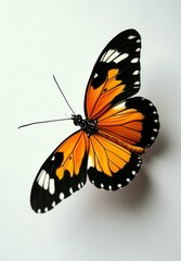 Fototapeta na wymiar Vibrant butterfly with orange wings and black spots