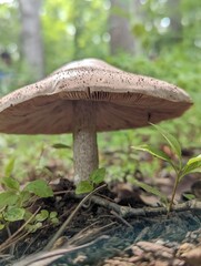 Mushroom in a forest
