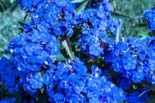 dark blue inflorescences of a clove plant bloom in a flower bed and spread a thick rich aroma, selective focus